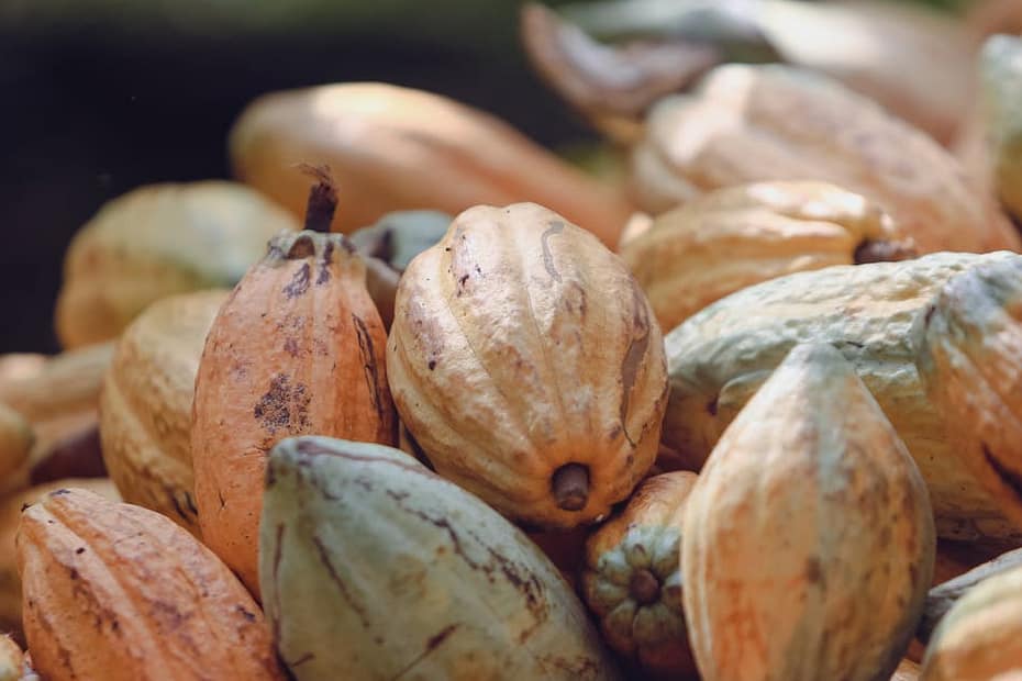 Close-up of ripe cacao pods in Paragominas, Pará, Brazil, showcasing agricultural abundance.