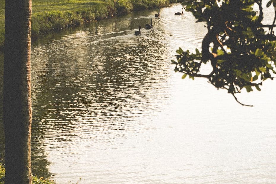 A woman meditates by a serene lake surrounded by lush greenery in a park.